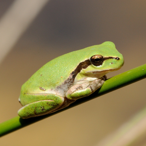 Mediterranean Tree Frog