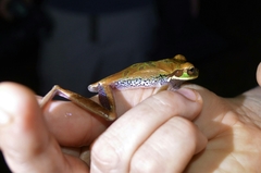 Smilisca cyanosticta