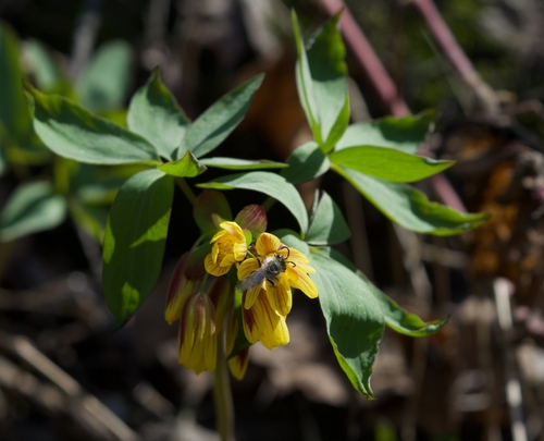 Image of Gymnospermium Alberti (Gymnospermium alberti) by (c) Nikita, some rights reserved (CC BY)