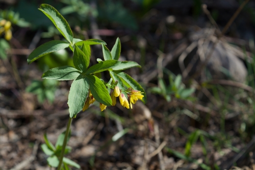 Image of Gymnospermium Alberti (Gymnospermium alberti) by (c) Nikita, some rights reserved (CC BY)