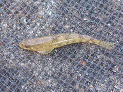 Microphysogobio yaluensis