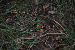 Micrurus tener tener