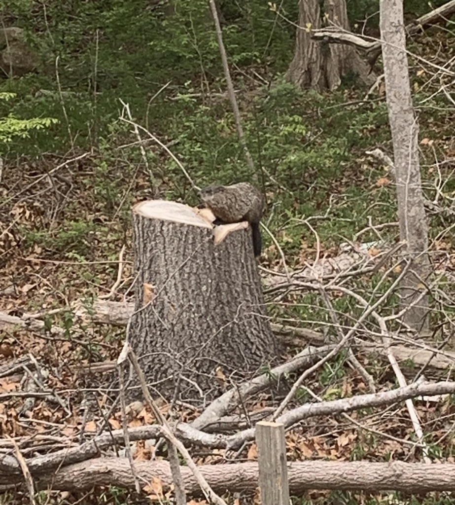 Groundhog from Hancock St, Fall River, MA, US on March 25, 2023 at 07