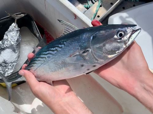 Mackerel Tuna