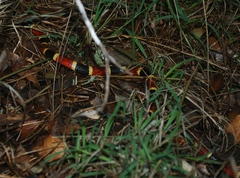 Micrurus tener tener