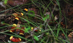 Micrurus tener tener