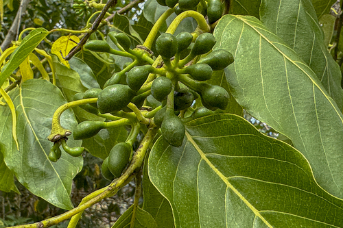 Cananga odorata