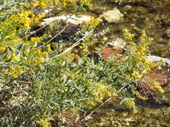Solidago juliae