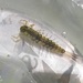 Small Swimming Mayfly - Photo (c) David Wilson, some rights reserved (CC BY-NC), uploaded by David Wilson