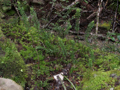 Veronica canterburiensis