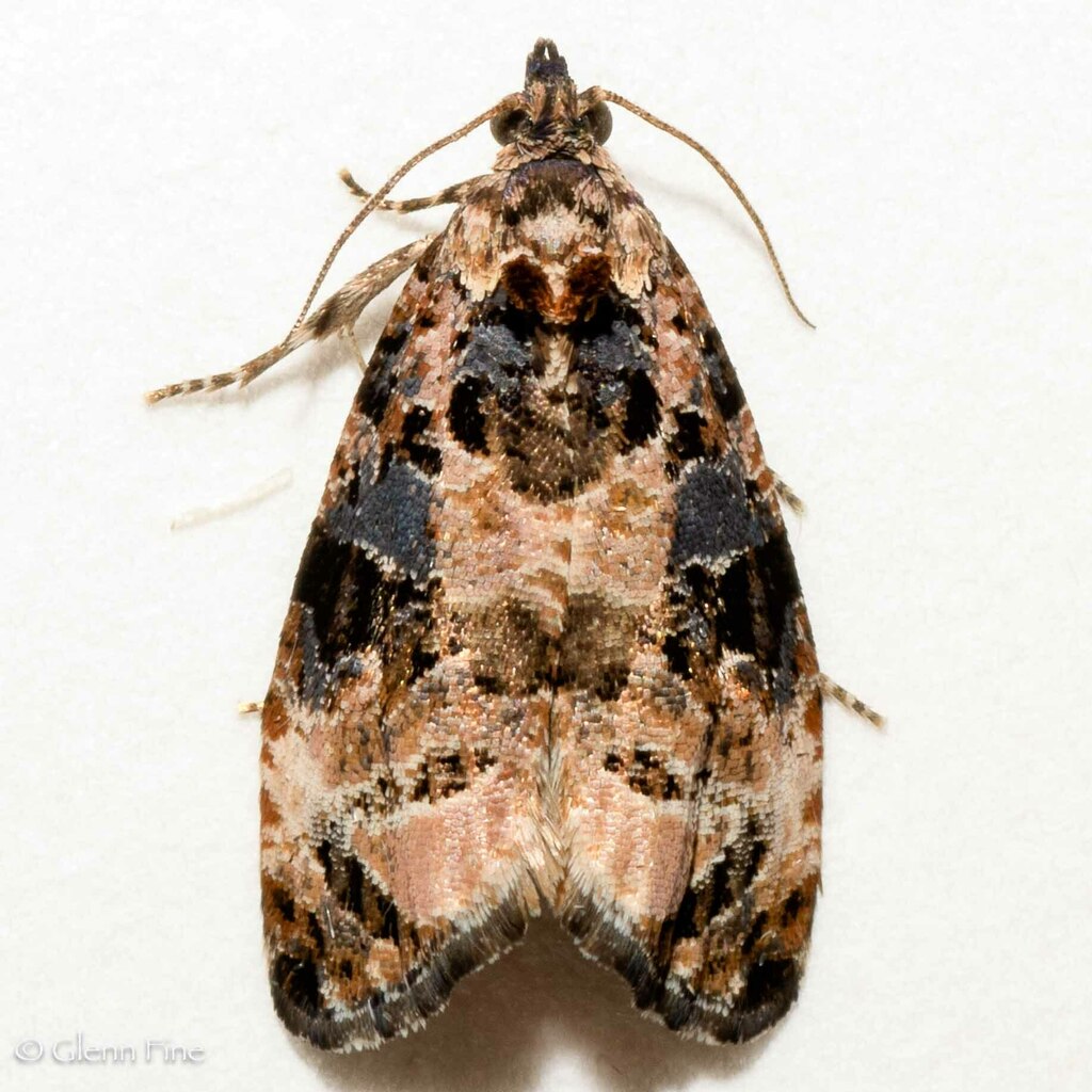 Endothenia rubipunctana