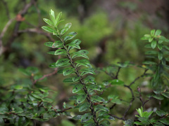 Veronica canterburiensis