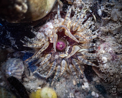 Representative image of Bunodactis verrucosa