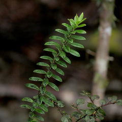 Veronica canterburiensis