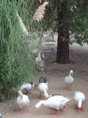 Anser anser domesticus