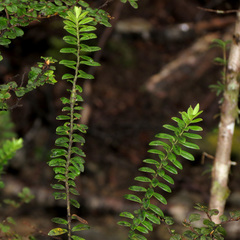 Veronica canterburiensis