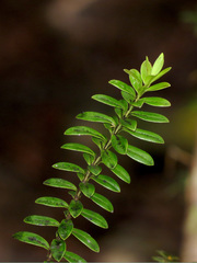 Veronica canterburiensis