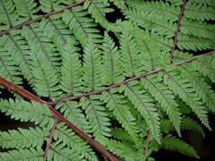 Cyathea colensoi