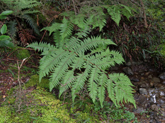 Cyathea colensoi