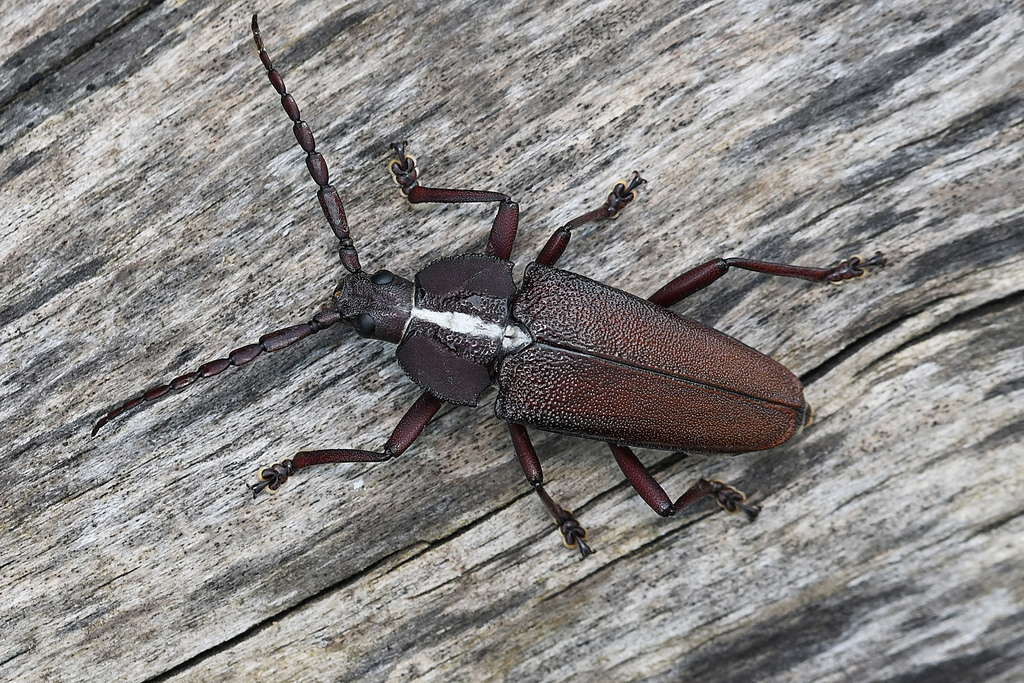 Solenoptera canaliculata