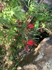 Lobelia cardinalis image