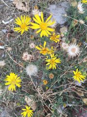 Ericameria linearifolia