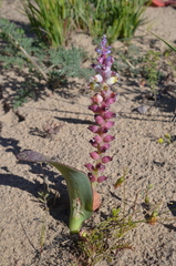 Lachenalia membranacea