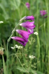 Gladiolus