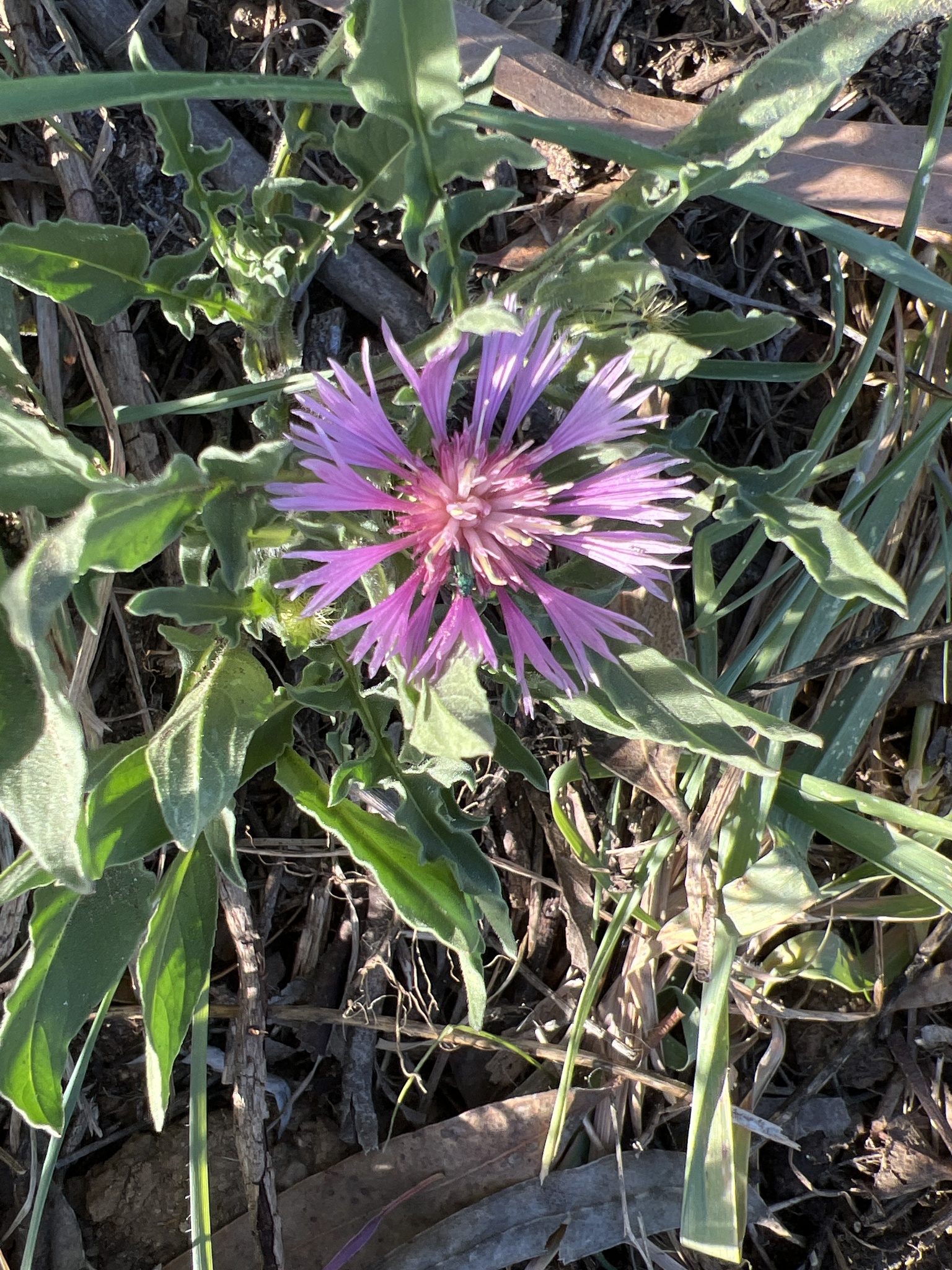 Centaurea pullata