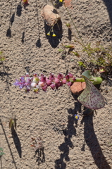 Lachenalia membranacea