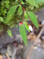 Centradenia inaequilateralis image