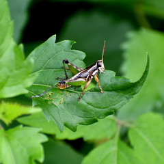 Phaedrotettix violai