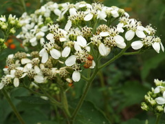 Copestylum sexmaculatum