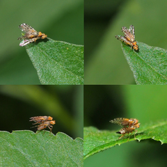 Campiglossa sororcula