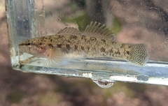 Lollypop Darter photo 2