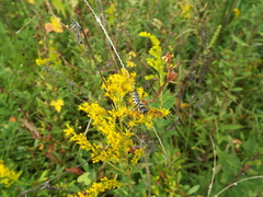 Myzinum carolinianum