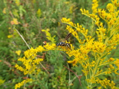 Myzinum carolinianum