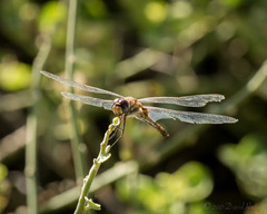 Tramea darwini