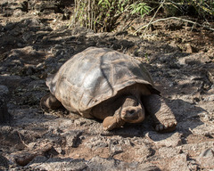 Chelonoidis niger porteri