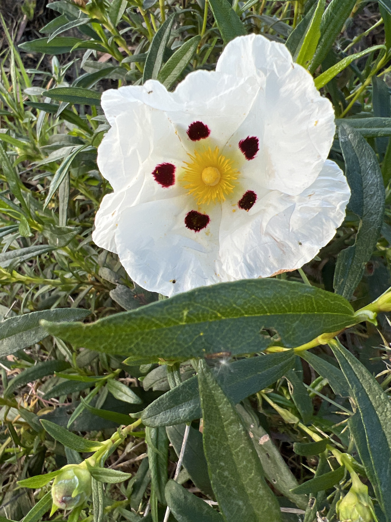 Cistus ladanifer