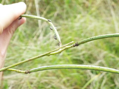 Eudiagogus maryae