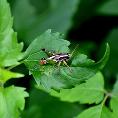 Phaedrotettix violai