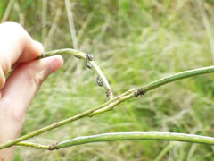 Eudiagogus maryae
