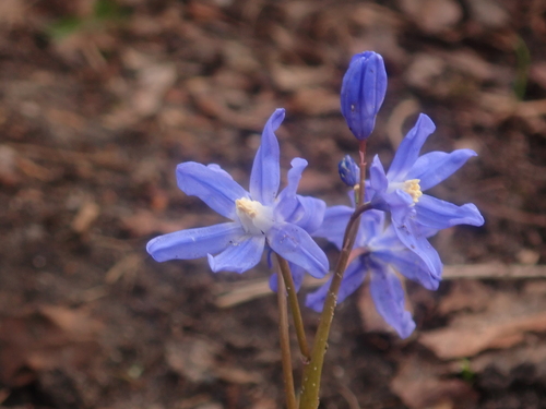Scilla forbesii