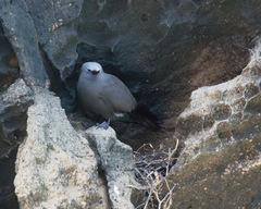 Anous stolidus galapagensis