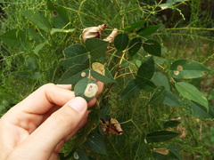 Anarsioses aberrans