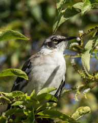 Mimus parvulus