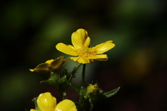 Ranunculus cortusifolius image