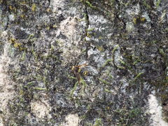 Eriotremex formosanus