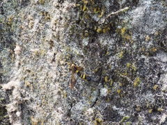 Eriotremex formosanus